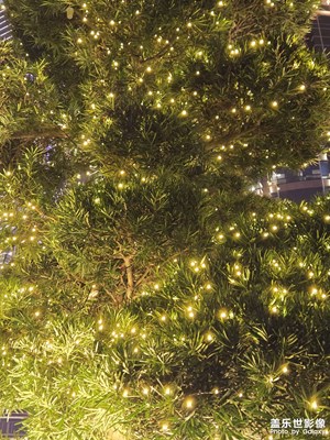 【燈影情長】+星光點點