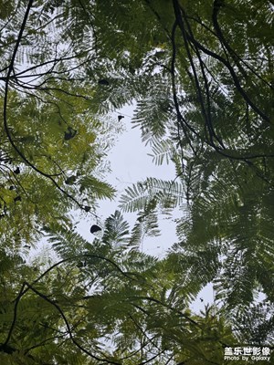 【早春映像】天空拓印