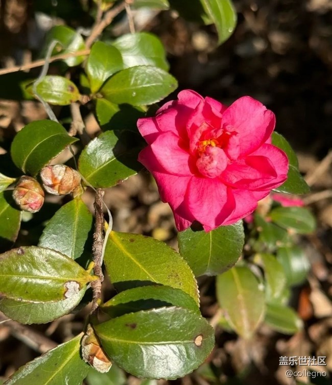 【Note手機里的初春】賞春