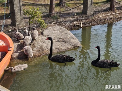 【早春映像】+ 春江水暖鴨先知