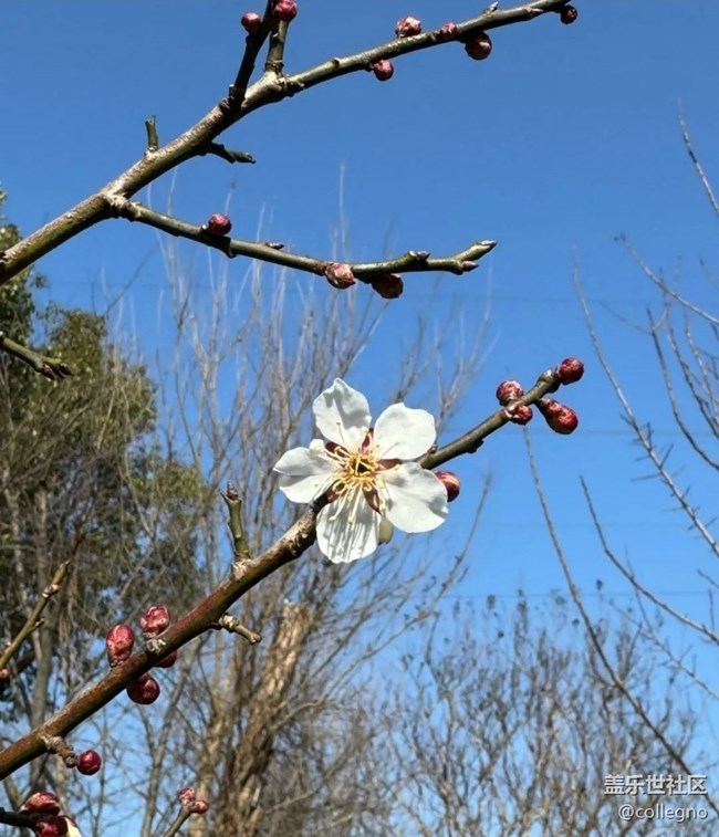 【Note手機里的初春】賞春