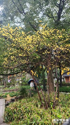【早春映像】+雨下漫步