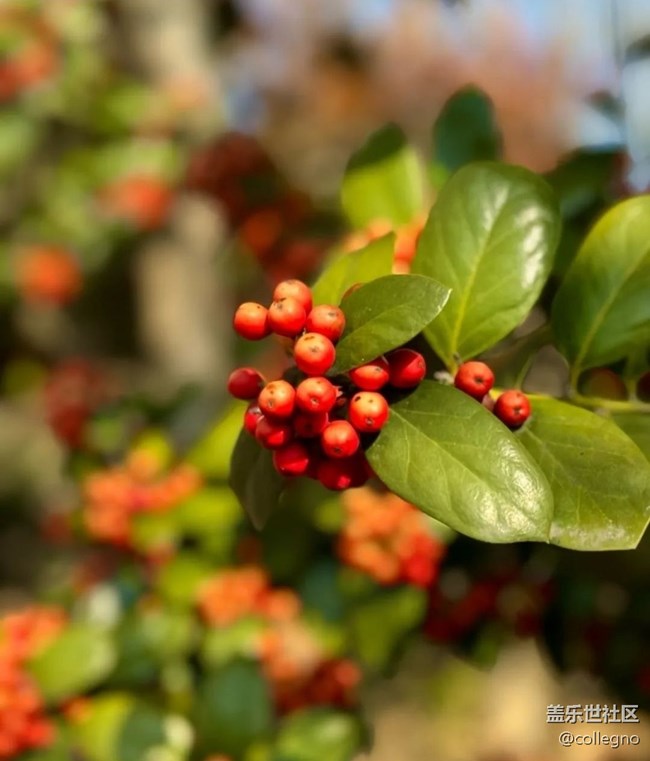 【Note手機里的初春】賞春