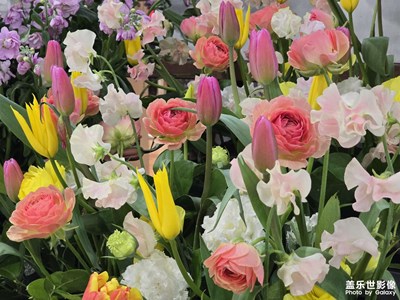 【早春映像】初春繁花