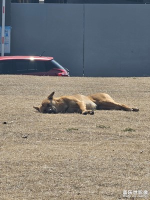 【早春映像】+春日暖陽(yáng)下的大黃