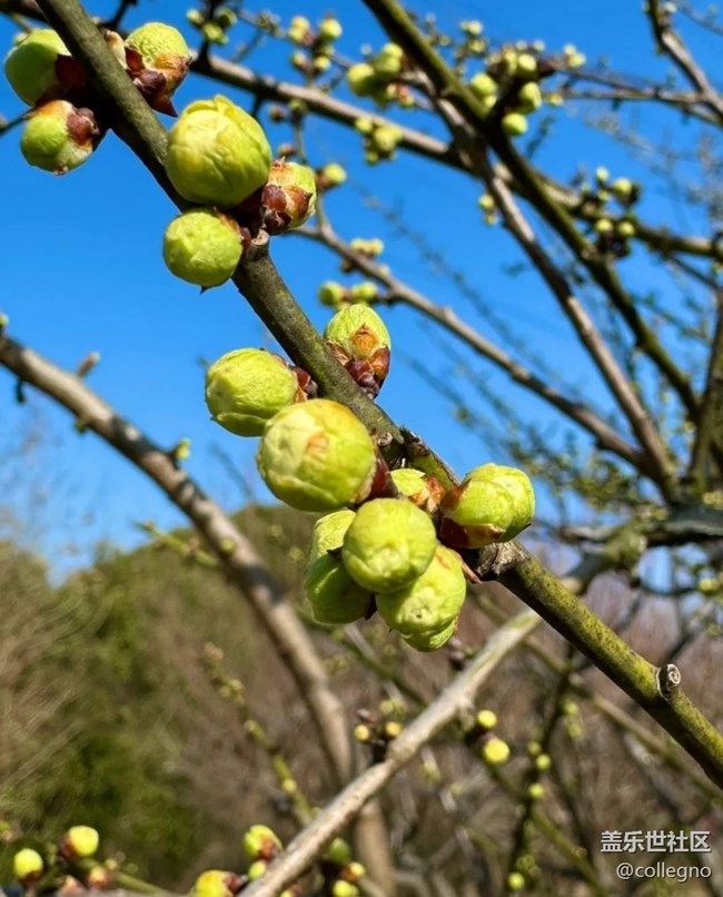 【Note手機里的初春】賞春