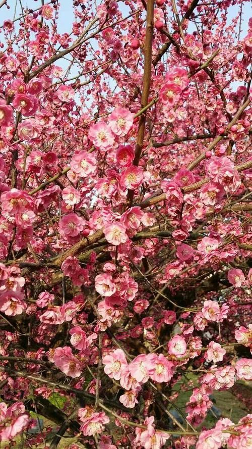 春天來(lái)了，花很不錯(cuò)。。。