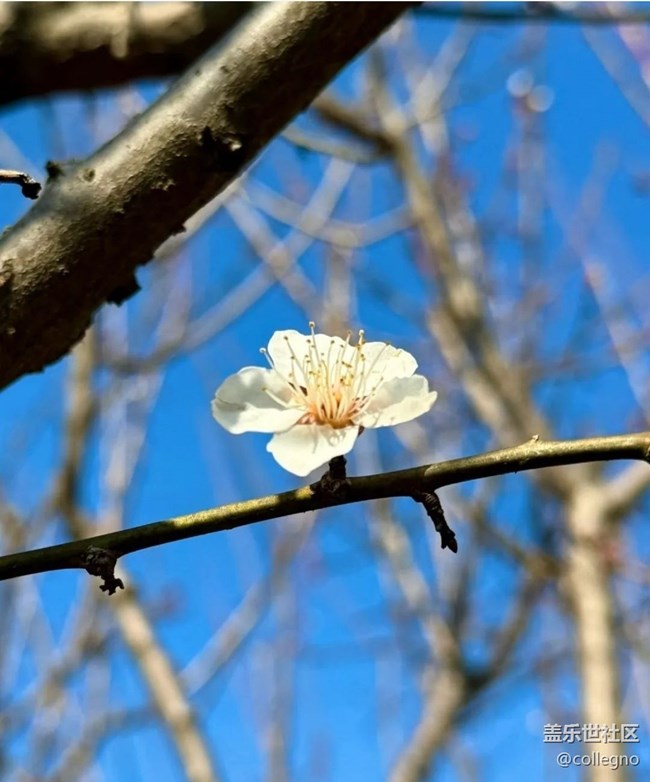 【Note手機里的初春】賞春