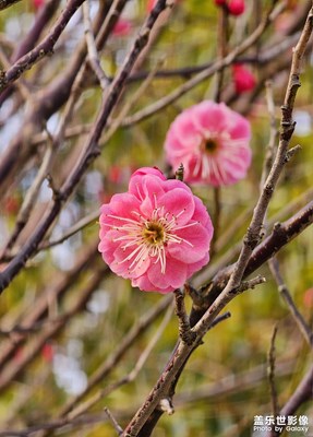 【早春映像】+梅花開