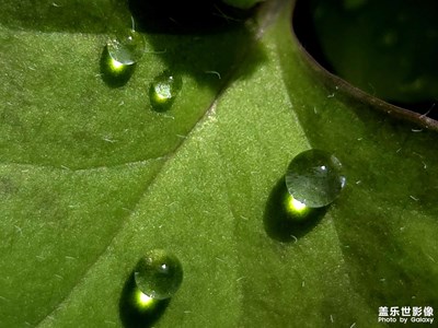 【早春映像】+春雨凝珠