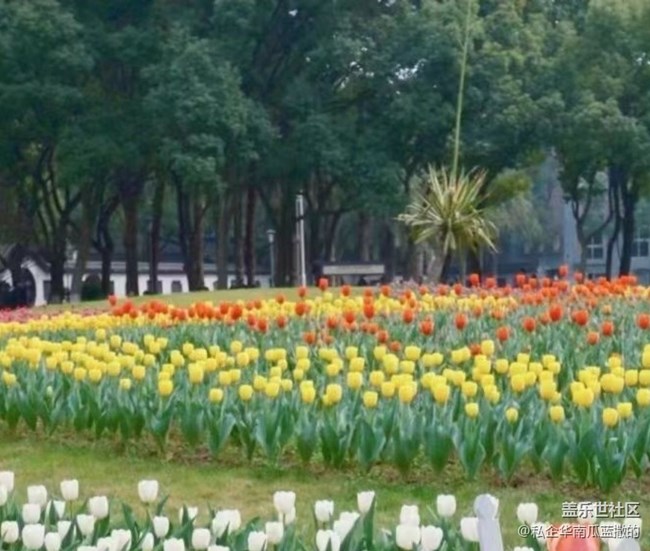 【Note手機里的初春】郁金香