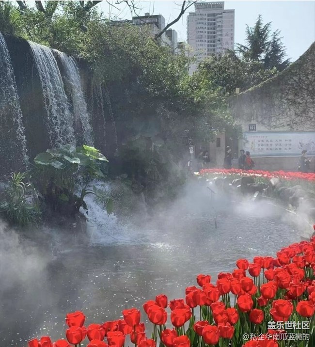 【Note手機里的初春】郁金香