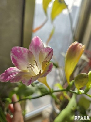 【早春映像】+香雪蘭