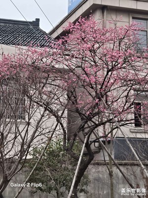 【早春映像】春暖花開