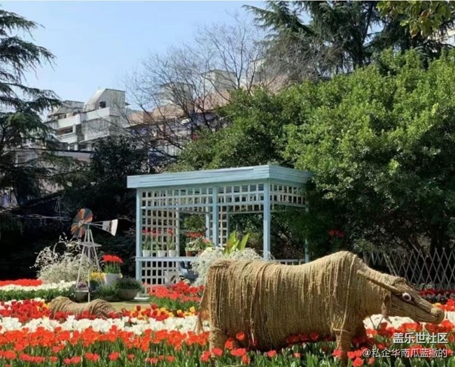 【Note手機里的初春】郁金香