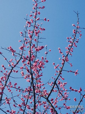 【早春映像】早春