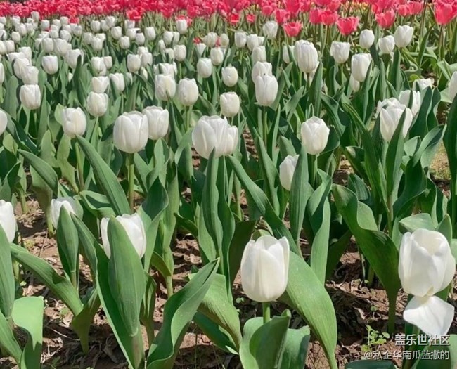 【Note手機里的初春】郁金香