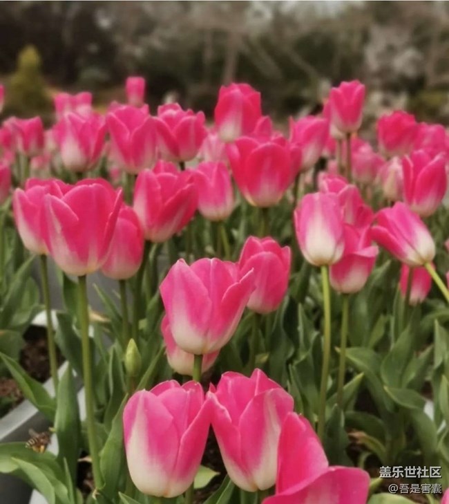 【Note手機里的初春】春暖花開