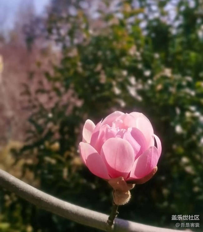 【Note手機里的初春】春暖花開