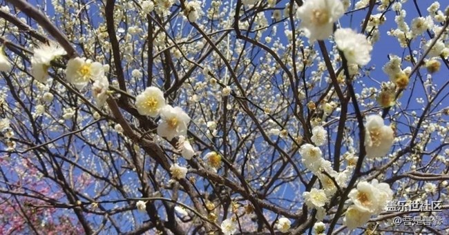 【Note手機里的初春】春暖花開