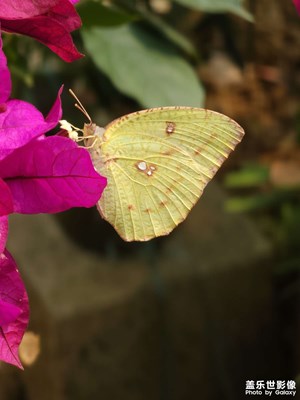 【早春映像】+春意盎然，蝶戀花