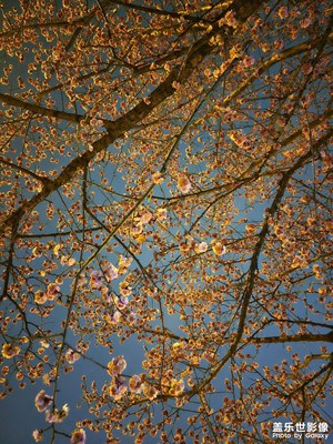 【早春映像】+春夜河邊冷