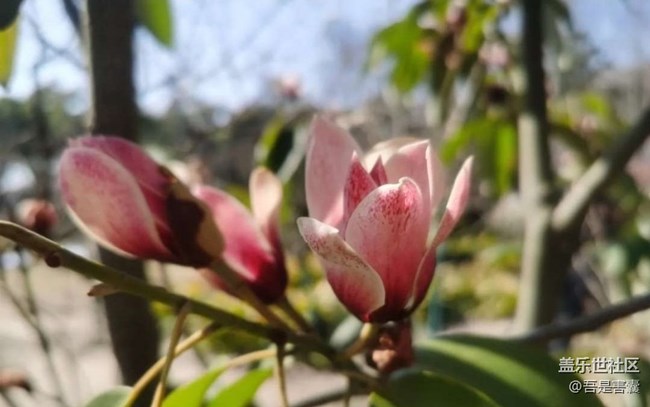 【Note手機里的初春】春暖花開