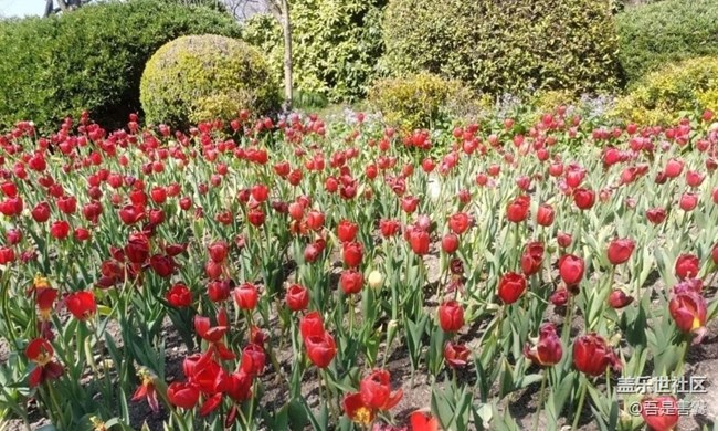 【Note手機里的初春】春暖花開