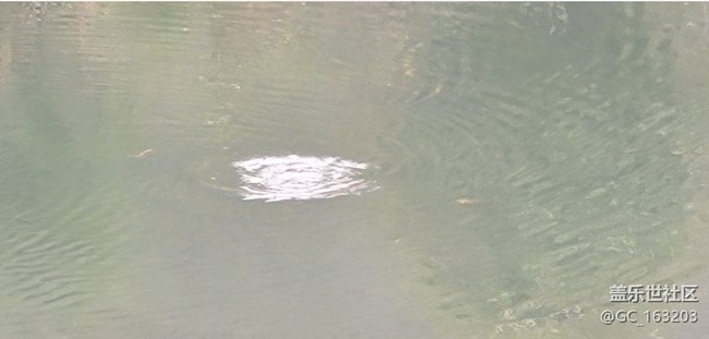 【Note手機里的初春】小野鴨