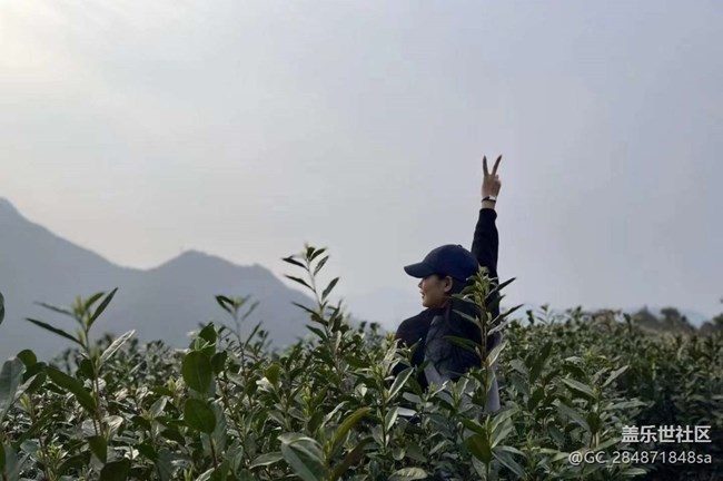 【Note手機(jī)里的初春】春日打卡茶園