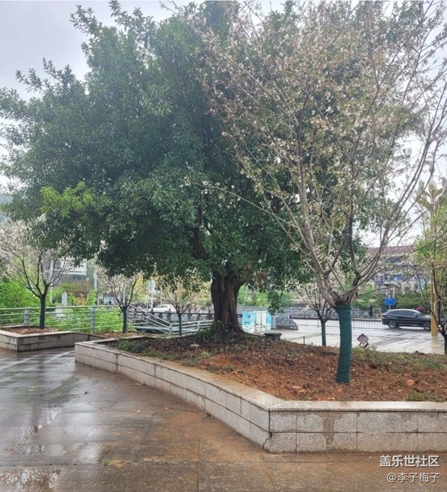 【Note手機(jī)里的初春】梨花開