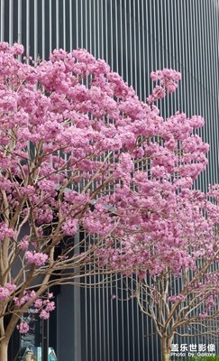 【早春映像】春花綻放