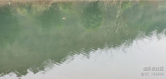 【Note手機里的初春】小野鴨