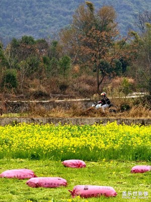 [早春映像】八九迎春歸