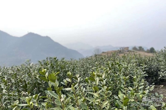 【Note手機(jī)里的初春】春日打卡茶園