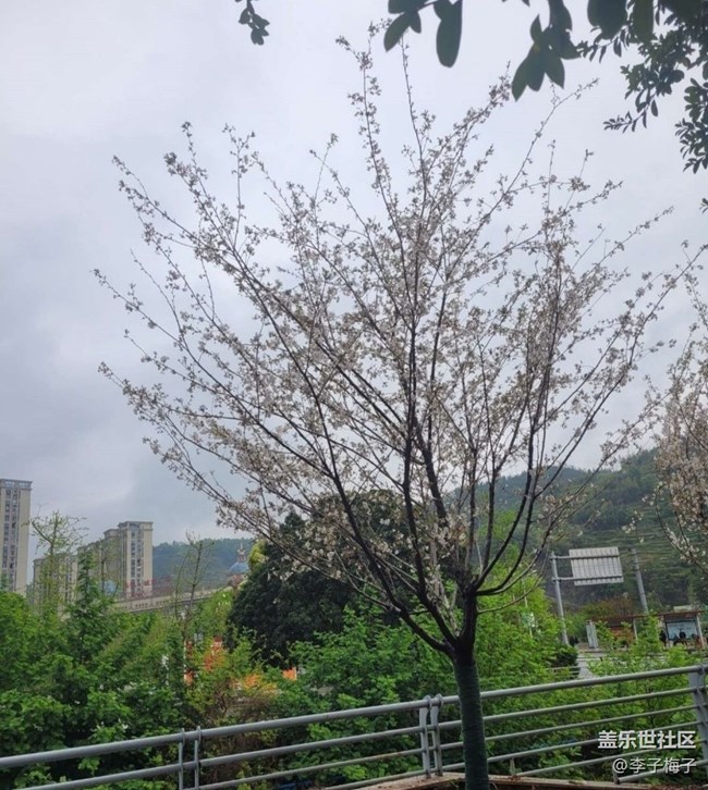 【Note手機(jī)里的初春】梨花開