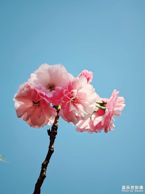 【早春映像】春日櫻花