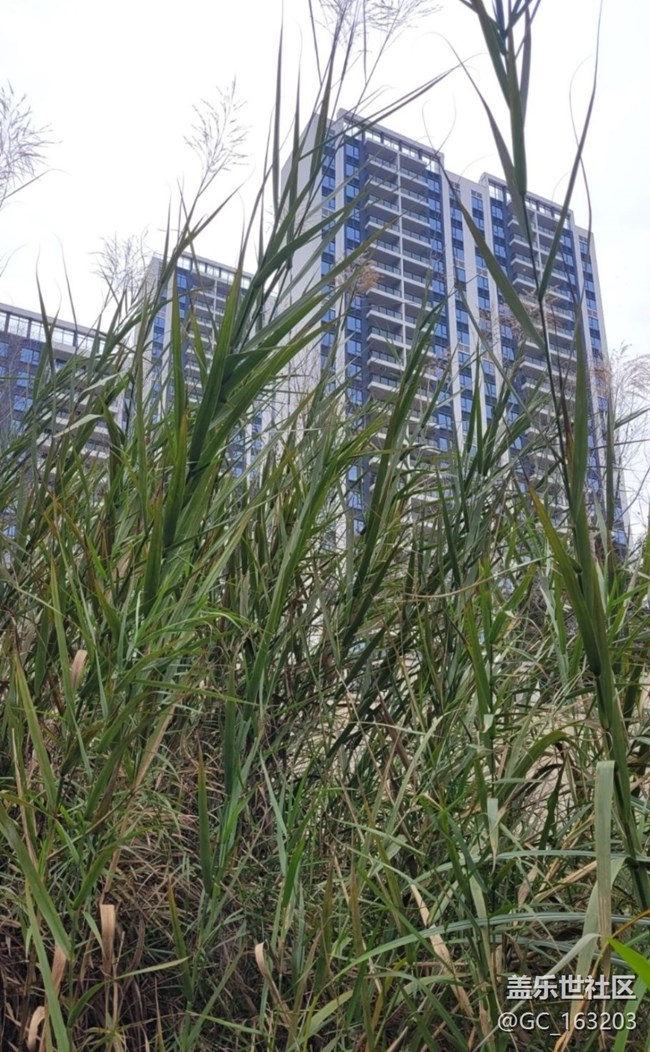 【Note手機里的初春】小野鴨