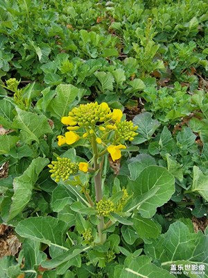 【早春映像】+油菜花開
