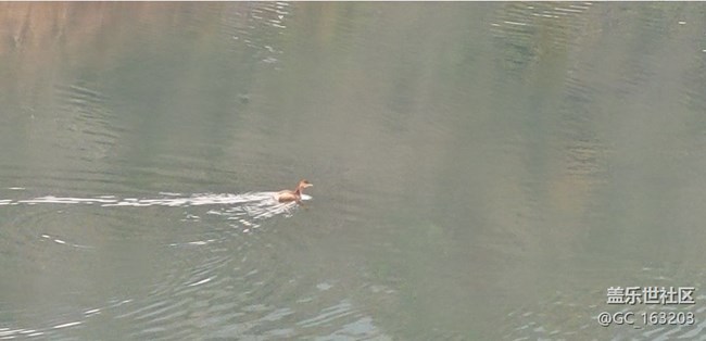 【Note手機里的初春】小野鴨