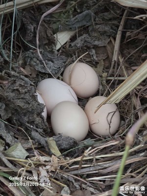 【隨拍分享】農(nóng)村的愜意生活