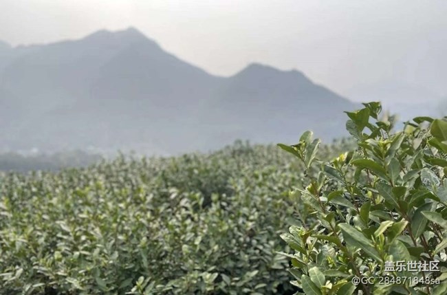 【Note手機(jī)里的初春】春日打卡茶園