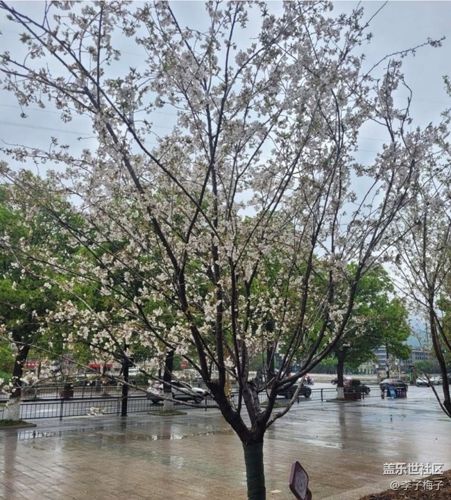 【Note手機(jī)里的初春】梨花開