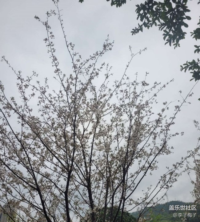 【Note手機(jī)里的初春】梨花開