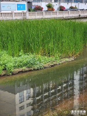 【早春映像】+沿河花草