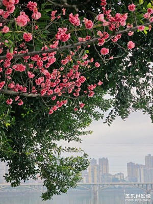 【早春映像】漫步城里河邊