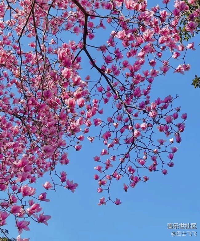 【Note手機(jī)里的初春】花開茂盛