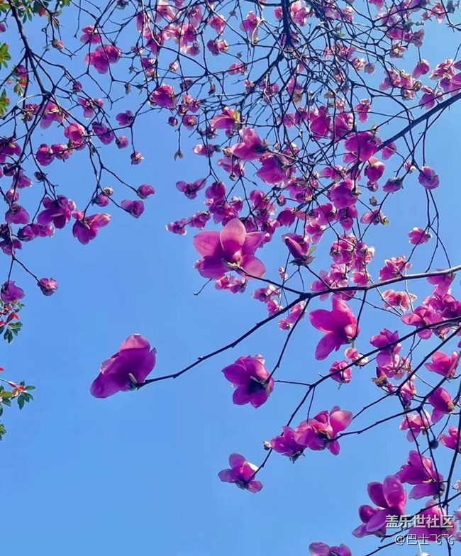 【Note手機(jī)里的初春】花開茂盛