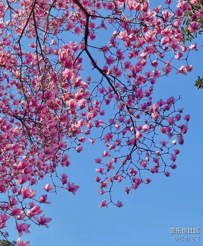 【Note手機(jī)里的初春】花開茂盛