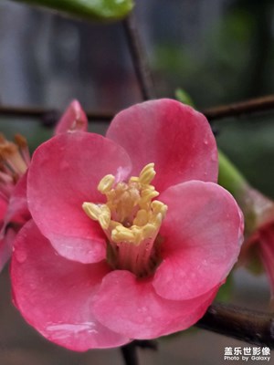 【早春映像】雨潤梅腮，春信悄來